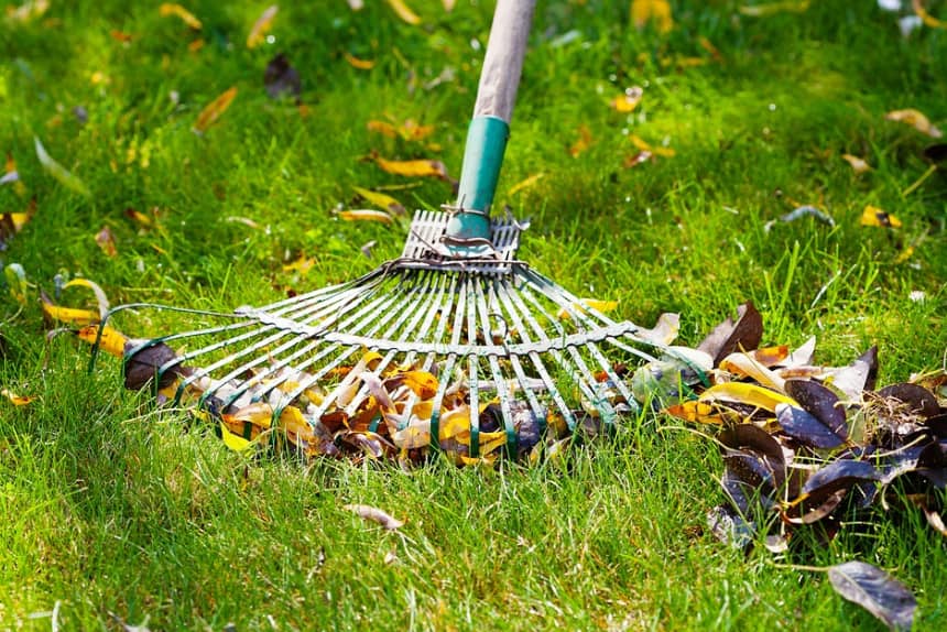 leaf removal